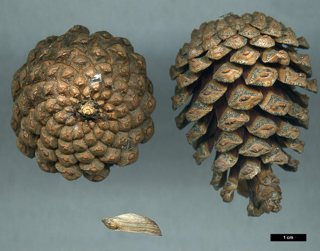 High resolution image: Family: Pinaceae - Genus: Pinus - Taxon: nigra - SpeciesSub: subsp. laricio